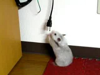 Cute Alert: Frustrated Hamster Wants to Play!